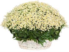 Цветочная композиция из Ромашки в корзине #REPLACE_PRED# Непецино
